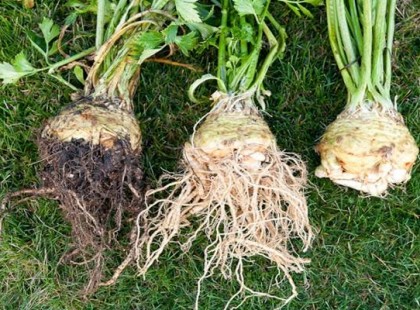 Ezeket a dolgokat miért nem mondta el senki a zeller fogyasztásáról?