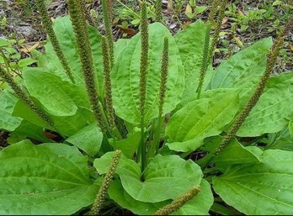 Ne irtsd ki ezt a növényt! Az egyik leghatásosabb gyógynövény és nem is tudsz róla!