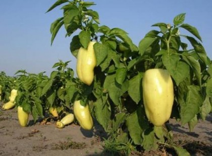 Évekig teremhet ugyan az a paprika, ha megcsinálod ezt a trükköt!