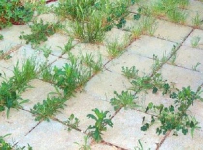 9 mód, hogy sose nőjön több gyom a kertedben! Zseniális!