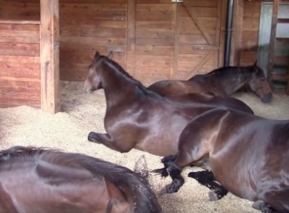 A nő fura hangokat hall az istállóból – kinyitja az ajtót és azonnal rohan a kameráért