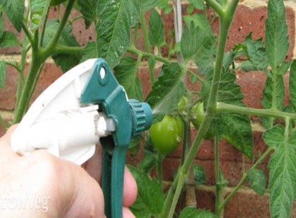 Élesztős oldattal öntözd a paradicsomot, és az uborkát! Hogy miért? Egész nyáron hálás leszel ezért a módszerért!