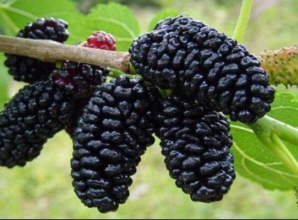 A daganatos megbetegedések megelőzésében, a cukorbetegség és a magas vérnyomás enyhítésében is használják! Ki tudja mi ez a gyümölcs?