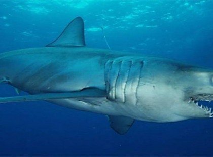 1 perce érkezett! Nincs vége, újabb embert ölt meg egy cápa Egyiptom népszerű üdülőhelyén