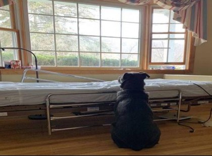 Elhunyt gazdájára várt kórházi ágya mellett – A fotója futótűzként terjedt a neten, majd csodás dolog történt