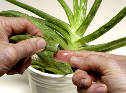 Ha EZT NEM tesszük meg vele, az ALOE VERA otthon is úgy nő majd, mint a bolondgomba, nem sárgul vagy szárad el