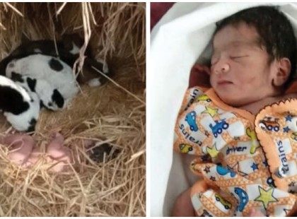 A kutyák összebújnak, hogy melegen és életben tartsák az elhagyott újszülött kisbabát