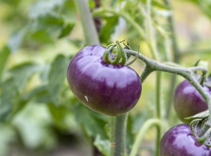 Kóstoltad már? Fáradtság ellen is jó a lila paradicsom