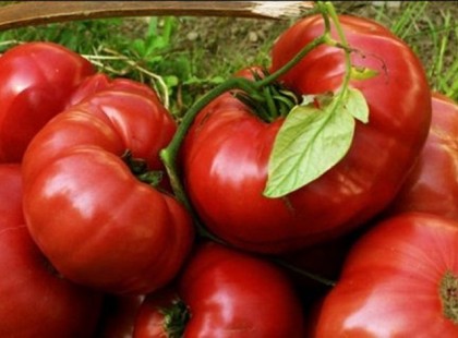 Ezt senki nem mondta eddig: ez történik a szervezeteddel, ha naponta eszel paradicsomot! Megbánod, hogy eddig nem tetted meg