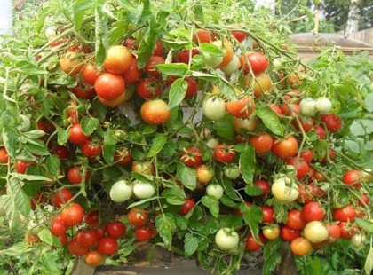 Dédapám növényei háborodott módjára nőttek, és a termésnek csodájára járt az utca. Íme a titka: