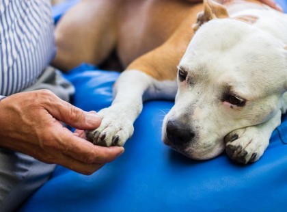 Anyósom megbetegedett, egy hét múlva elhunyt, apósom hozzánk költözött és hozta a kutyát is…