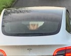 Hard pornyóót nézett a dugóban unatkozó Tesla-sofőr és ezt csinálta közben - videó