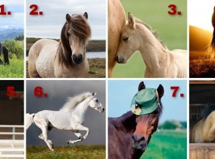 Bökj az egyik csodás paripára - elárulja, mi vár Rád 2023-ban!