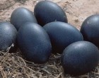Rejtélyes fekete tojást talált a farmon. Nem fogsz hinni a szemednek, mi kelt ki belőle