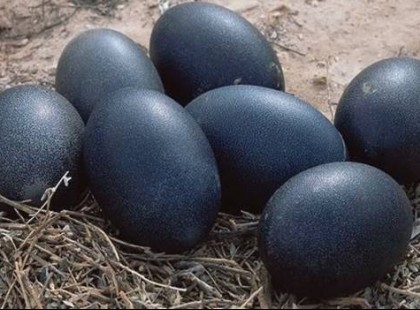 Rejtélyes fekete tojást talált a farmon. Nem fogsz hinni a szemednek, mi kelt ki belőle