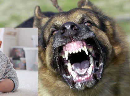 A férj figyelmezteti a nejét a veszélyes kutyáról.. ekkor a jószág meglepő dolgot tesz