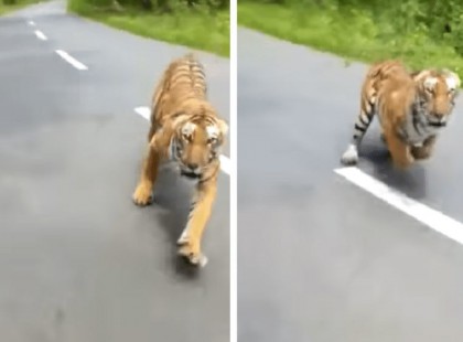 Tigristámadás miatt riasztották a kecskeméti mentőket.