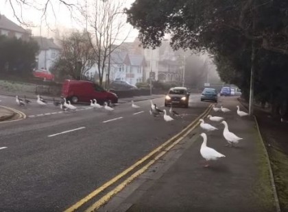 A férfi minden reggel rohan madarakat etetni: mikor egyik nap késett, felvették, mit csináltak a madarak