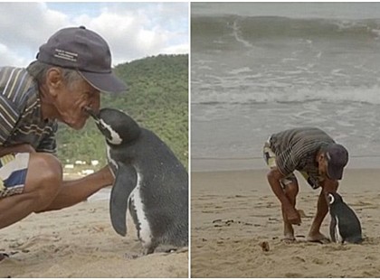 MINDEN ÉVBEN 8000 KM-T ÚSZIK A PINGVIN, HOGY TALÁLKOZZON AZ EMBERREL, AKI MEGMENTETTE AZ ÉLETÉT