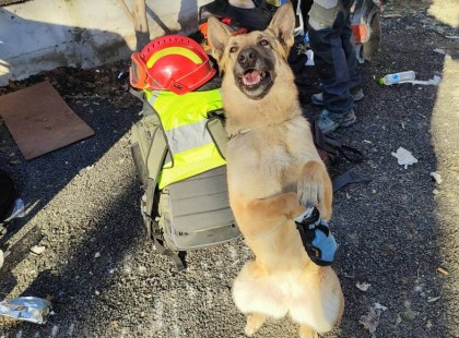Megsérült a törökországi romok között Gogó, a HŐS magyar mentőkutya - Gyors gyógyulást, négylábú HŐS! ❤️