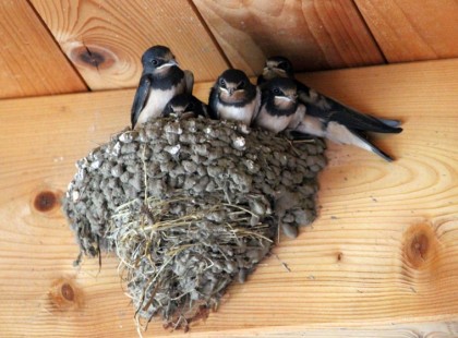 Börtönt kaphat, aki leveri a fecske fészkét a házáról.. Üdvözölendő hír