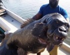 Rémisztő fotókon egy algériai gorillaarcú hal