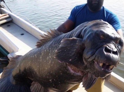 Rémisztő fotókon egy algériai gorillaarcú hal