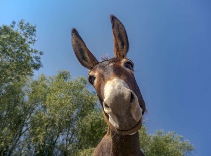 Döbbenetes, egy szamarat döngetett egy férfit a vámhídpusztai mezőn -videó