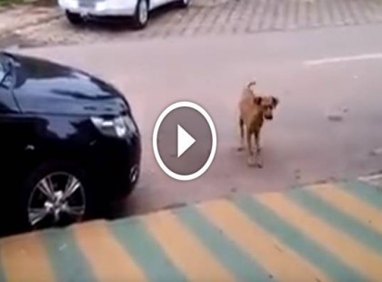 A kutya elsétál egy parkoló kocsi mellett. Amikor meghallja a zenét? Sírni fogsz a nevetéstől.