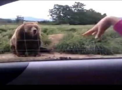 A NŐ A KOCSIBÓL INTEGETETT A MEDVÉNEK, A MACI PEDIG FOGADTA IS A KÖSZÖNÉST, NEM IS AKÁRHOGY