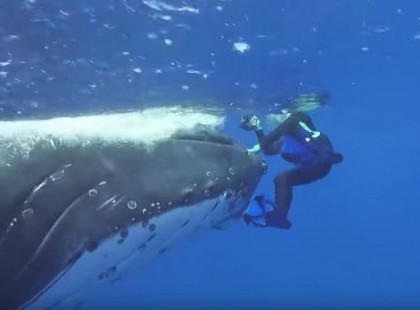 A bálna bökdösni, taszigálni kezdte a búvárt: kiderült, nagyon is jó oka volt rá, a búvár nem győzött hálálkodni!