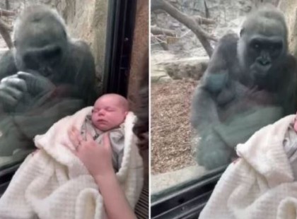 Mikor a gorillamama meglátta anyát és gyermekét, rögtön tudta, mit kell tennie: filmre vették megható gesztusát.