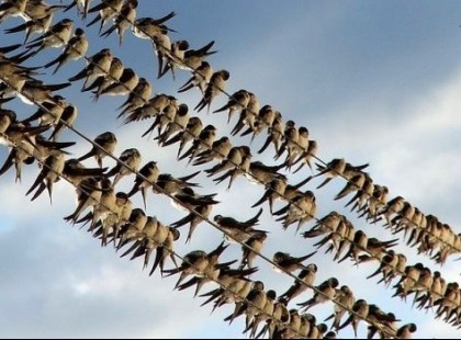 Gyönyörű videót rögzítettek Somogyban! Több mint kétmillió fecske készülődik a nagy útra