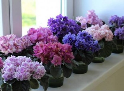 A fokföldi ibolya gondozásának 5 titka!