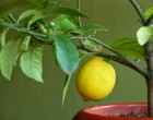 Így növeszd tömegszámra a citromot a konyhádban. Csak egy citrom kell hozzá, meg ez a trükk
