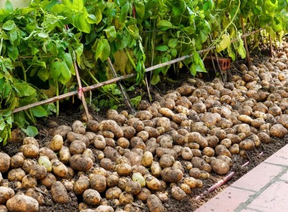 Ezzel a módszerrel 40 veder krumplit termeszthetsz 21 gumóból!