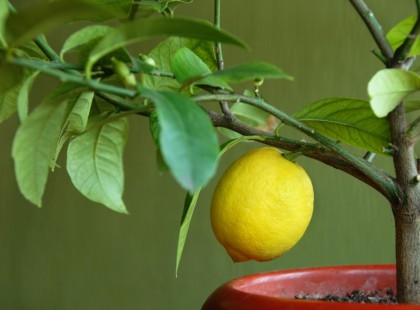Így növeszd tömegszámra a citromot a konyhádban. Csak egy citrom kell hozzá, meg ez a trükk