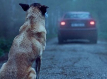 Tegnap ez a férfi kivitte a kutyáját az erdőbe majd elhajtott… Ami ezután történt attól sírva fakadsz