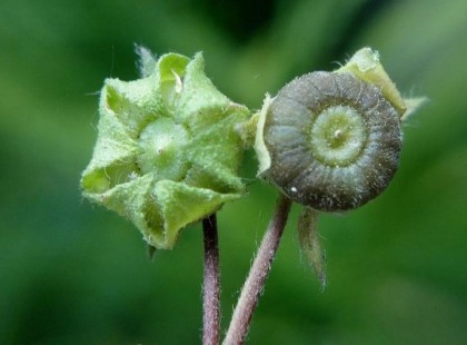 A növény, amit mi még ettünk, de ma már szinte senki se ismerné fel!