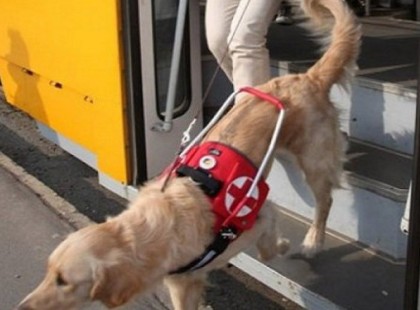 Egy fiatal, védtelen vak lány utazott a villamoson vakvezető kutyájával, amikor felszállt egy már nem szomjas hőzöngő. A borzalmak ezután kezdődtek...