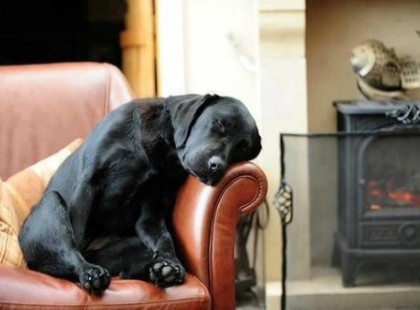 Örökbe fogad egy kutyát és kap egy levelet a régi gazditól. Amit ebben ír, attól megszakad a szívünk