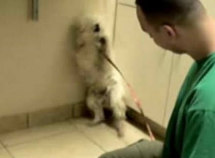 A bántalmazott kutyát egy órával az elaltatás előtt mentik meg: A kiskutya szívszorító reakciója könnyekig megható