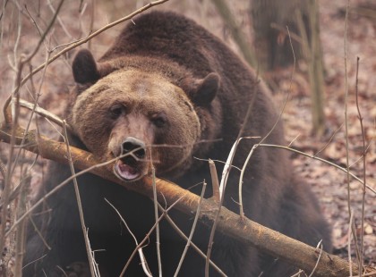 Végre!Hamarosan itt a tavasz a nyíregyházi macik szerint - mutatjuk az előrejelzést