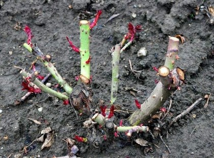 A kertész kifecsegte a titkot: ha így metszed tavasszal a rózsát kétszer annyi virágot hoz