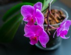 Elvirágzott az orchidea? Ezt tedd, hogy újra gyönyörű legyen