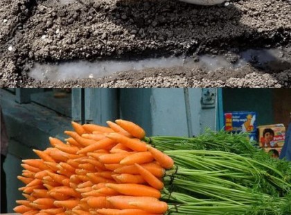 Minden évben így vetem el a sárgarépát, sokan nem ismerik ezt a titkos módszert