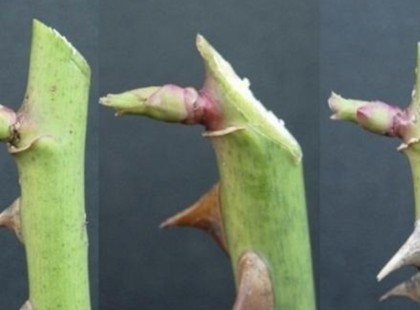 A kertész felfedte a titkot: ha így metszed tavasszal a rózsát kétszer annyi virágot hoz