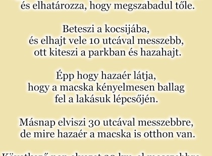 Egy férfi nagyon utálja a felesége macskáját és elhatározza, hogy megszabadul tőle.