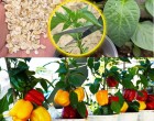 A titok a bőséges paprika termesztéséhez: Szerves trágya és metszési technikák 🌶️
