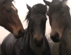 Ez a gyönyörű okos ló négy év után látja viszont egykori pajtásait: kamerára vették, hogyan reagálnak az állatok